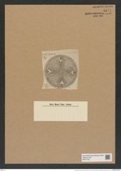 Aulacodiscus auklandicus Grun (de-Toni-Nr.: Genus 182, Species 4541) Zeichnungen Sammlung Grunow Nr. 8141 (NHMW-BOT-W0377497)